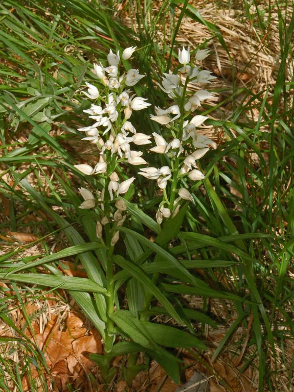 Cephalanthera longifolia / Cefalantera maggiore
